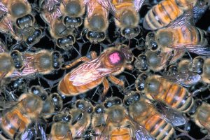 royal jelly supplement benefits